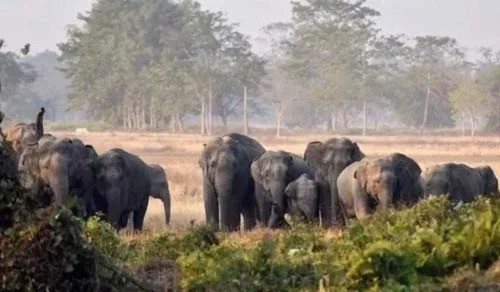 कोरबा में 13 हाथियों का दल मांड नदी पार कर लौटा धरमजयगढ़, ग्रामीणों ने ली राहत की सांस; जटगा रेंज में अब भी 48 हाथियों की मौजूदगी