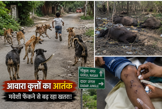 कोरबा मं आवारा कुकुर मन के हमला ले 5 बछर के मासूम के मौत, रथयात्रा देखे निकरे रहिस, परिवार मं पसरे मातम