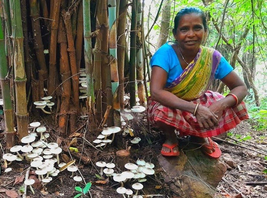 बारिश की अमूल्य सौगात ‘पुटू’: छत्तीसगढ़ के जंगलों का सफेद सोना, आदिवासी संस्कृति और आजीविका की अनमोल पहचान