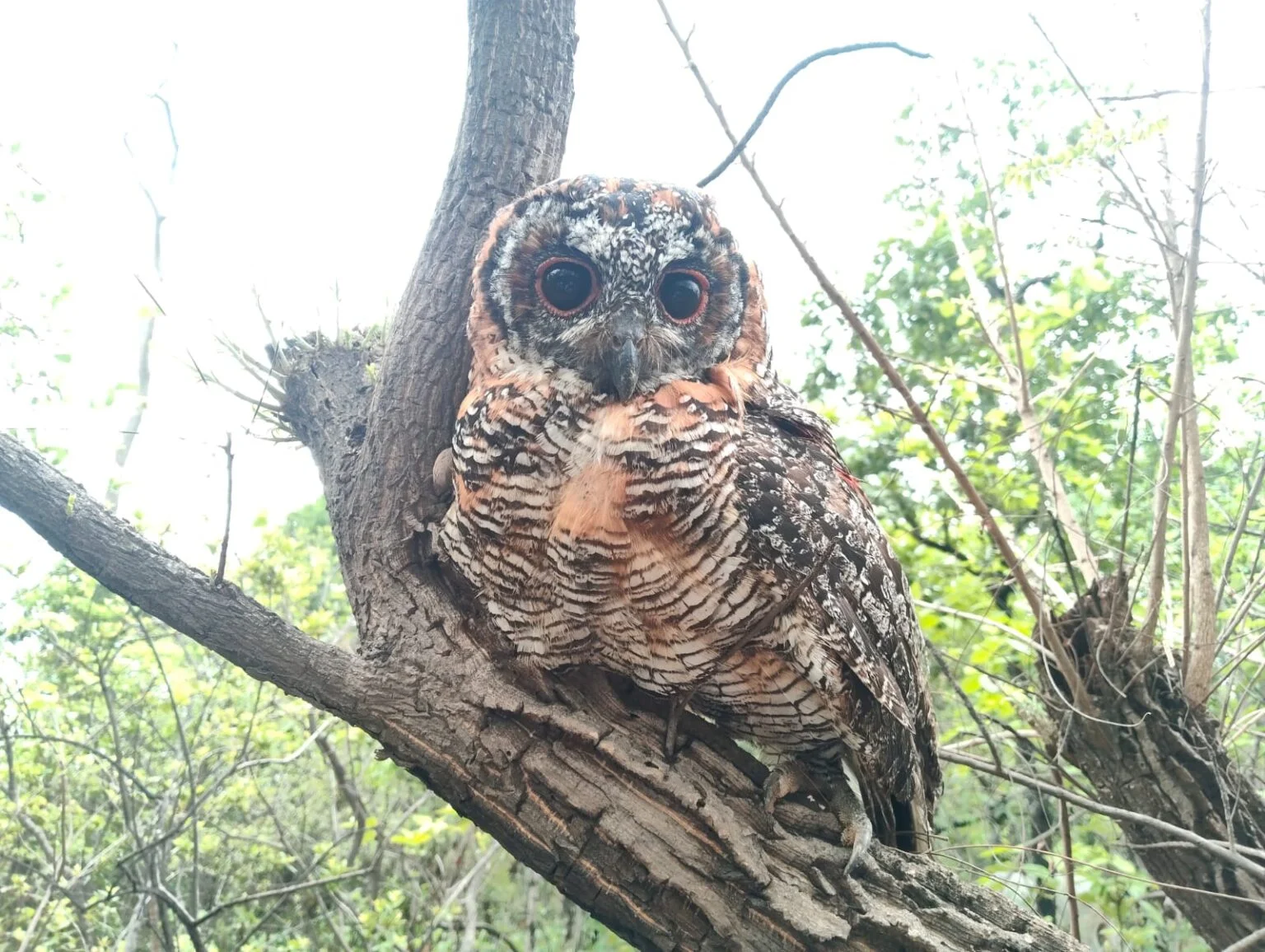 कोरबा म घायल उल्लू के नई जिनगी: वन विभाग अऊ नोवा नेचर के मेहनत ले स्वस्थ होके फेर पहुंचिस अपन जंगल