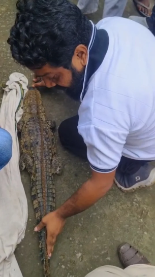 कोरबा के तरदा गांव के खेत मं दिखिस 4 फीट के मगरमच्छ, ग्रामीण मन रस्सी-जाल ले पकड़िस; वन विभाग करिस रेस्क्यू