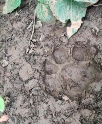 बस्तर के लामकेर जंगल में बाघ की दस्तक! बैल का शिकार होने से ग्रामीणों में दहशत, वन विभाग ने जारी किया अलर्ट
