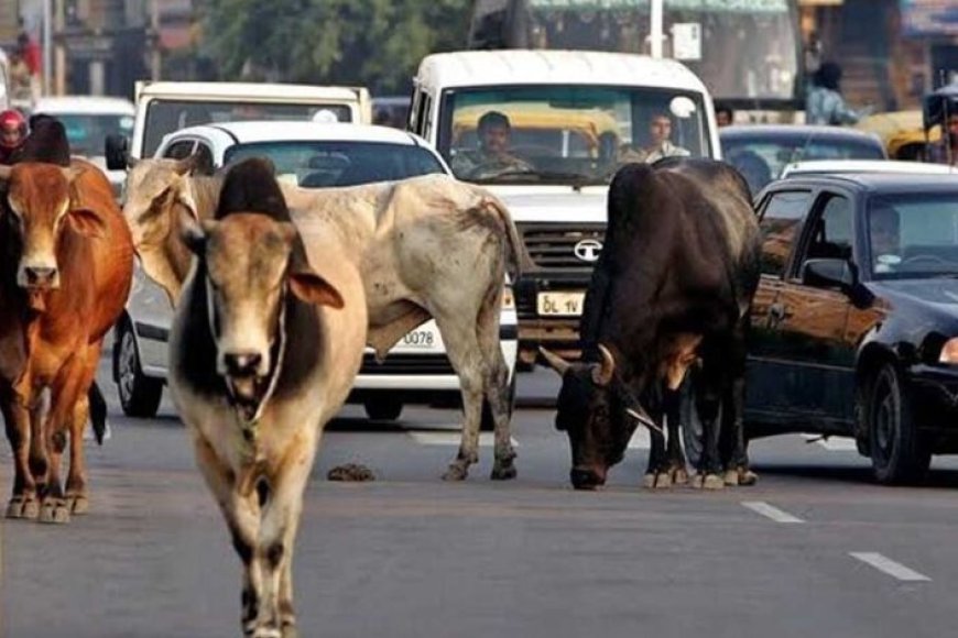 छत्तीसगढ़ में 1460 गौधाम होंगे स्थापित: बेसहारा मवेशियों को मिलेगा सुरक्षित आश्रय, ग्रामीण अर्थव्यवस्था को भी मिलेगी नई मजबूती