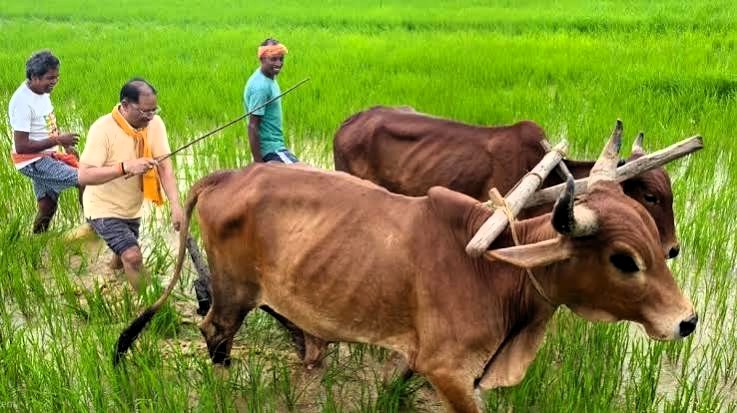 बैलों के साथ खेत में उतरे मुख्यमंत्री साय, हल की मूठ थामकर की बियासी: खेतों में लौटे किसान पुत्र, परंपरा और कृषि संस्कृति का दिया संदेश
